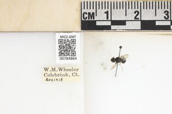 Media type: image;   Entomology 784864 Aspect: labels